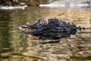 A dangerous crocodile swims in the water and lies in wait for prey. Close-up of the crocodile's eye on the water surface.