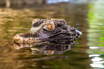 A dangerous crocodile swims in the water and lies in wait for prey. Close-up of the crocodile's eye on the water surface.