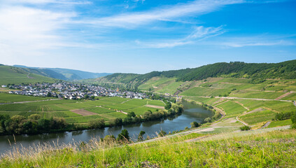 Trittenheim, Moselle Valley with loop of river, aerial view, riesling wine growing on vine, vineyard landscape and agriculture in Germany