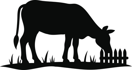 Cow grazing in a field near a fence isolated on white background