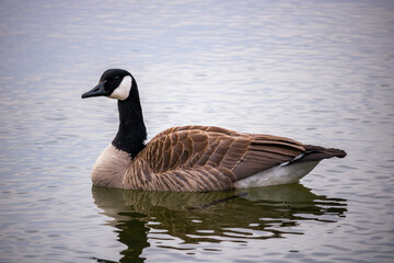 canada goose swimming in calm waters