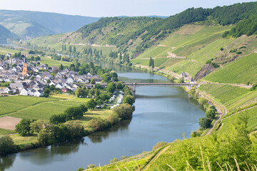 Trittenheim, Moselle Valley with loop of river, aerial view, riesling wine growing on vine, vineyard landscape and agriculture in Germany