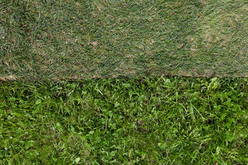 Contrast between a natural lawn and lawn rolled grass. Visual comparison of natural and artificial...