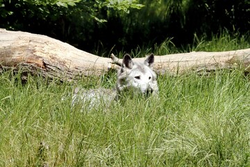 loup