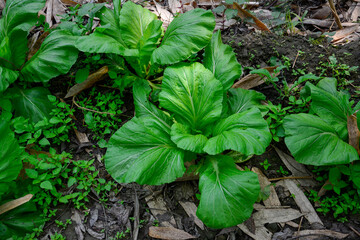 Fresh Green Vegetables Growing in a Garden: An image showcasing healthy, leafy green vegetables cultivated in a garden bed.