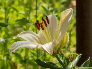 Soft White Lily with Prominent Orange Stamens