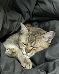 An adorable tabby cat is curled up and peacefully sleeping, comfortably snuggled under a soft, dark...