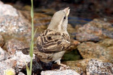 moineau