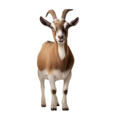 Fototapeta premium sheep isolated on white or transparent background 