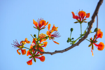 Summer red Delonix regia flowers in Thailand. Delonix regia flower (another names is Royal...