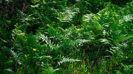 Fougères et fleurs sauvages, en saison printanière, dans la forêt