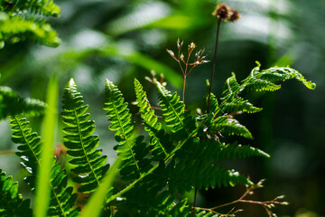 Fougères et fleurs sauvages, en saison printanière, dans la forêt