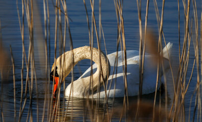 A white swan calls another bird 