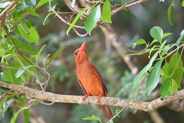 Ryukyu Ruddy Kingfisher Perched on a Forest Branch in Okinawa, Japan