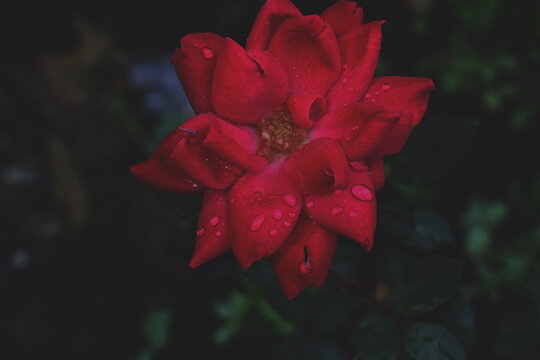 red rose with darkened background