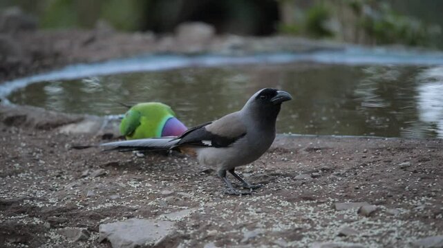 A Gery Treepie or Himalayan Treepie along with a Plum Headed Parakeet