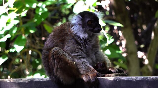 A female black lemur (Eulemur macaco) eating fruit.