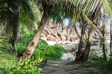 Sandy path under palm trees leads to a rocky beach with granite formations