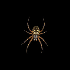 A spider is on a black background. The spider is brown and yellow. The spider is in the middle of the image