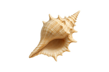 Beautiful spiral sea shell isolated on transparent background, perfect for tropical, beach, summer, ocean, and marine-themed design projects