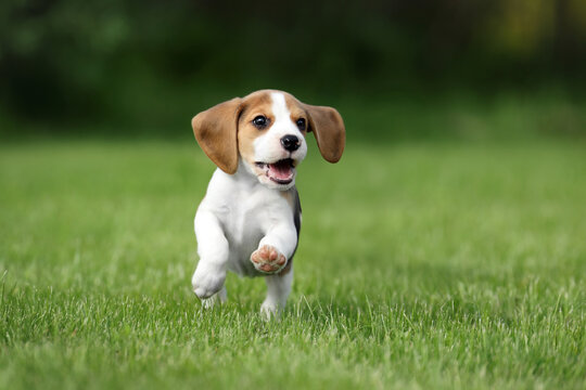 Cute happy beagle puppy running on the grass