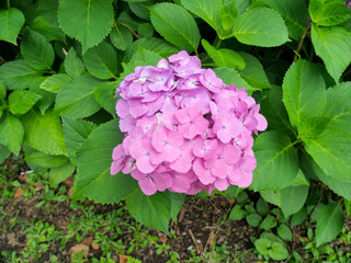 ピンク紫の紫陽花