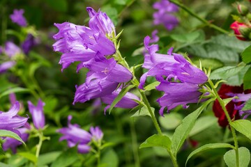 Violet bluebell  flowers in the garden