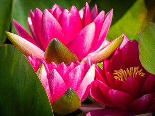 Fototapete bei efototapeten.de bestellen   