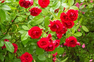 Luxurious red roses in garden flower bed
