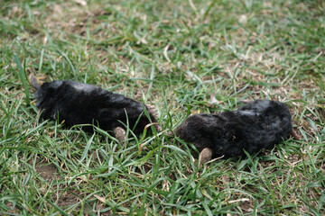 Two moles is on the surface of green grass in the garden. Talpa europaea side view close-up. Animal with black fur. Garden pest concept. Lawn saving problems. High quality photo