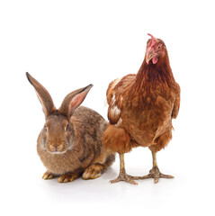 Rabbit and chicken.