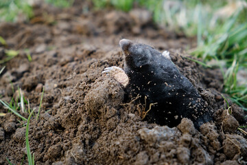 Mole crawling out of molehill above ground. Strong front paws used for digging runs underground. Mole trapping, pest control. Underground creatures damage lawn. Europaea talpa. High quality photo