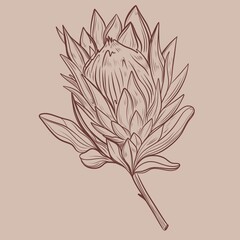 Protea flowers line art drawing background. Minimal design for card. Botanical continuous line drawing.Protea illustration