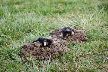 Two moles is on the surface of molehill among green grass in the garden. Talpa europaea side view close-up. Animal with black fur. Garden pest concept. Lawn saving problems. High quality photo