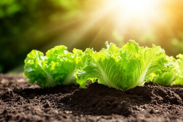 Organic farm with neatly planted lettuce in rural garden beds