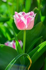 vibrant pink and white fringed tulip. Floral photograph with a single fringed tulip for greeting cards, spring themed advertisements, and nature-focused websites, blogs.