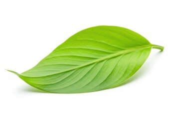 Obraz premium Single green leaf with visible veins isolated on white background, close-up view