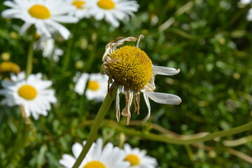 Macro photo of a wilted daisy flower surrounded by vibrant blooming daisies in a summer garden