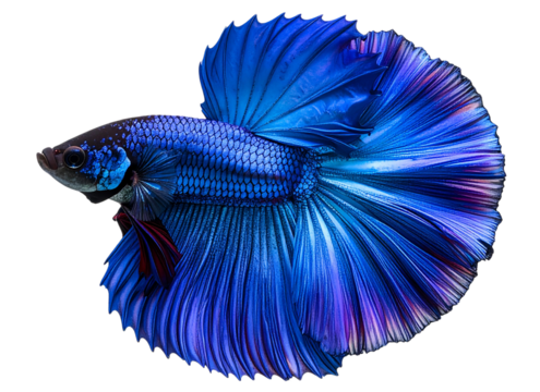 Top View of Blue and Purple Betta Fish with Spread Tail, Transparent Background