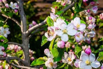 A honey bee diligently gathers pollen from the delicate blossoms of a vibrant apple tree in spring.