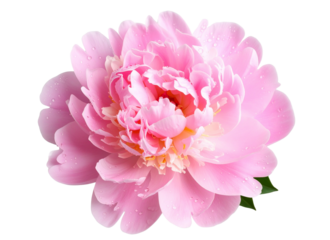 Fully Bloomed Pink Peony with Dew Drops and Realistic Texture, Transparent PNG