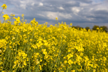 Fototapeta premium Blooming yellow rapeseed flowers in wide field under cloudy sky.