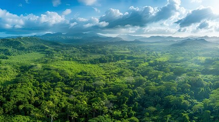 Naklejka premium panoramic view of the beautiful green jungle, green nature view, green nature in the forest