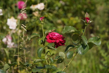 red valentine rose and rose buds
