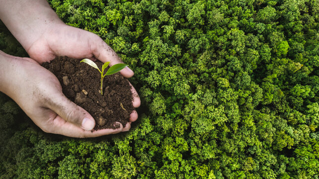 World Environment Day, Hands planting trees for the goal of sustainable development of the environment, Volunteers help solve environmental problems, Global business.