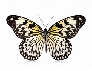Obraz premium Colored butterfly close view over white background, no shadow