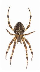 Spider close view over white background, no shadow