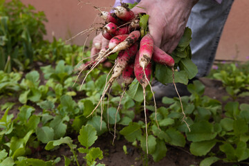 hand holding bunch of freshly picked red radishes in home vegetable garden organic root vegetables with soil healthy natural harvest concept of gardening sustainable farming countryside life