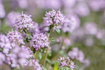 Detail shot of blooming mountain savory (Satureja montana). Copyspace.