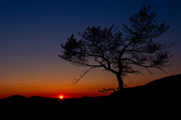 Sunset by tree
